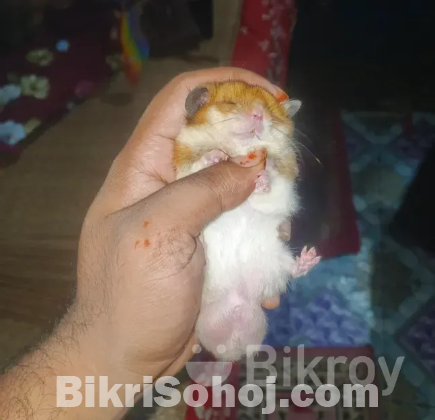 হ্যামস্টার